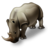 Rhinoceros
