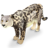 Snow Leopard