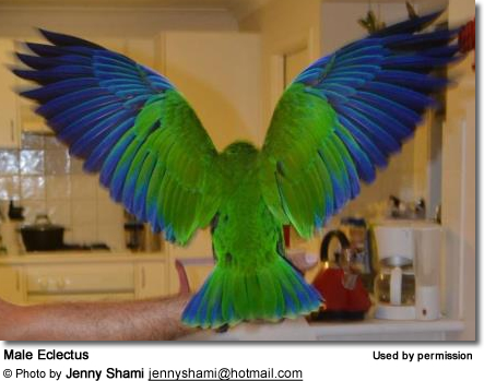 Male Eclectus