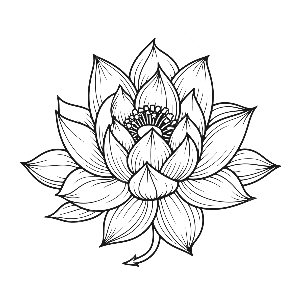 Lotus Flower Drawn By Hand Outline Sketch Drawing Vector, Flower ...