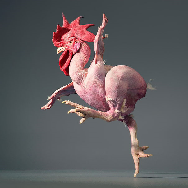 A plucked chicken dancing