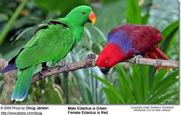 Eclectus Pair