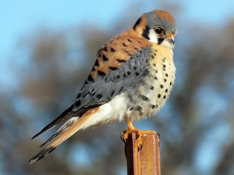 Image result for kestrel bird