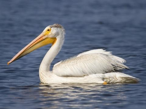 Image result for pelican