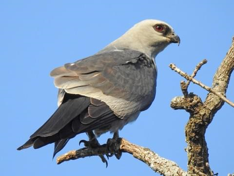 Image result for kite bird