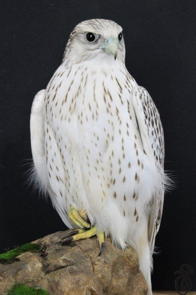 Image result for white falcon bird