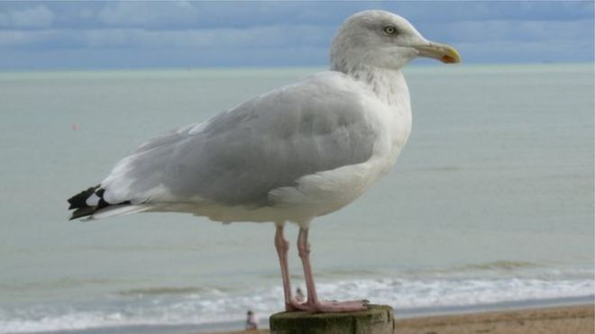 Image result for Seagull