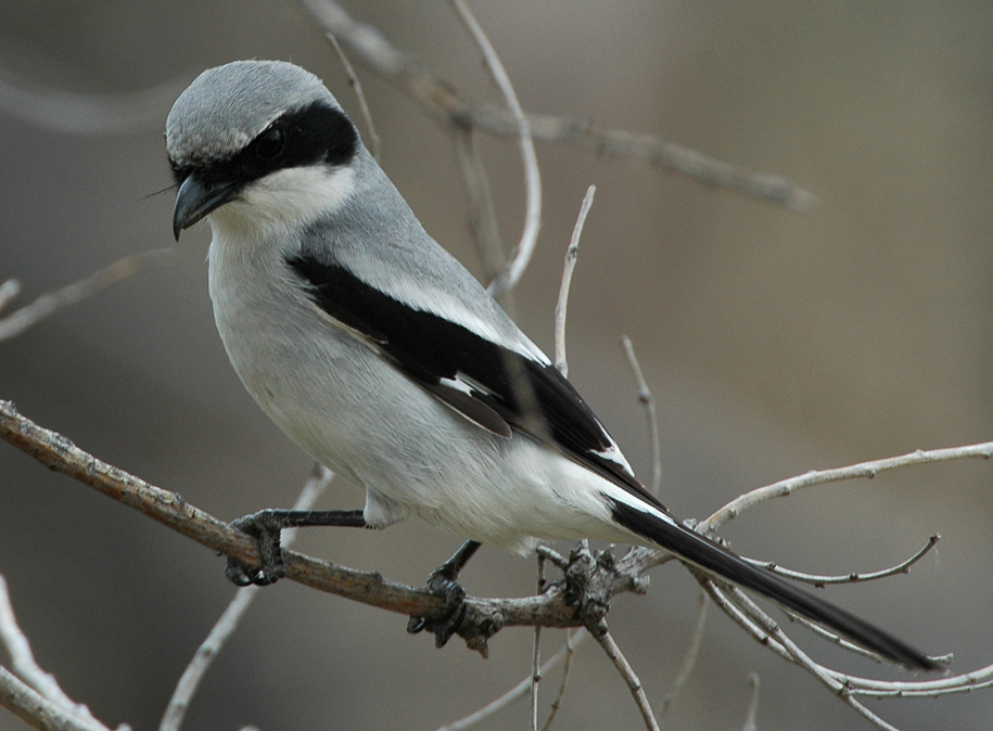 Image result for shrike bird