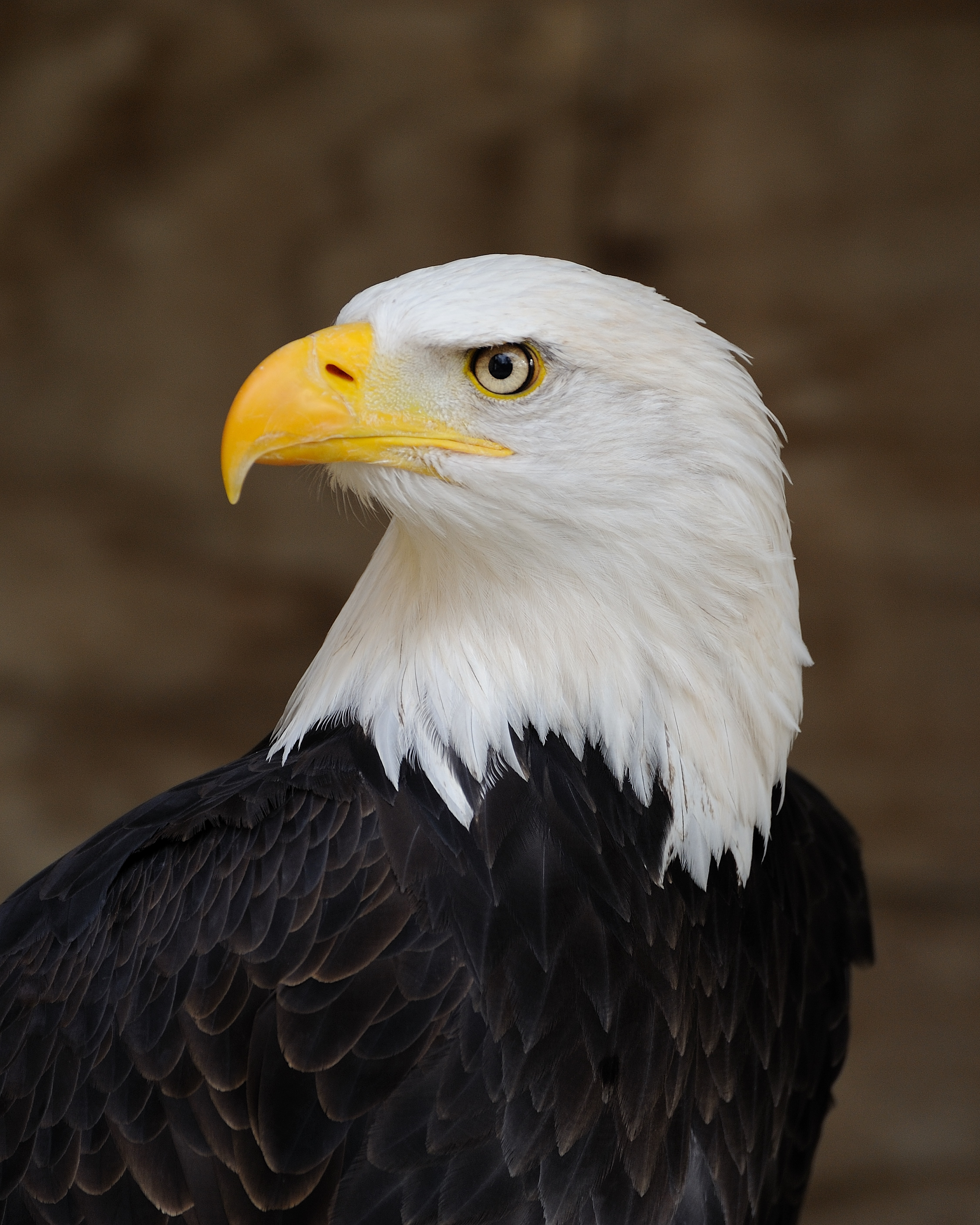 Image result for american bald eagle images